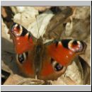 Inachis io - Tagpfauenauge 05.jpg